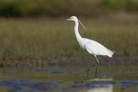 Little Egret