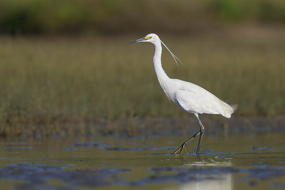 Little Egret