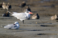 Caspian Tern