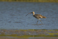 Eastern Curlew