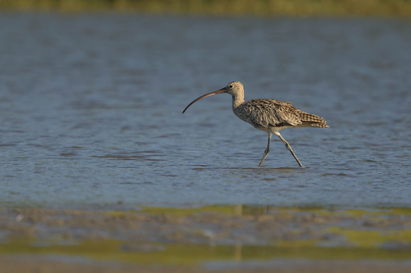 Eastern Curlew