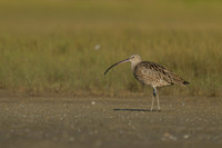 Eastern Curlew