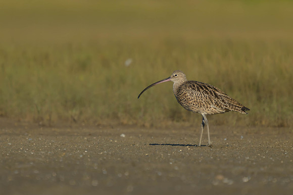 Eastern Curlew