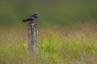 Welcome Swallow