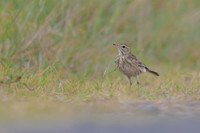 Australasian Pipit