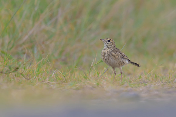 Australasian Pipit