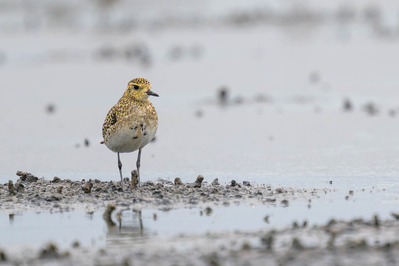 Pacific Golden Plover