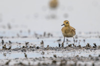 Pacific Golden Plover