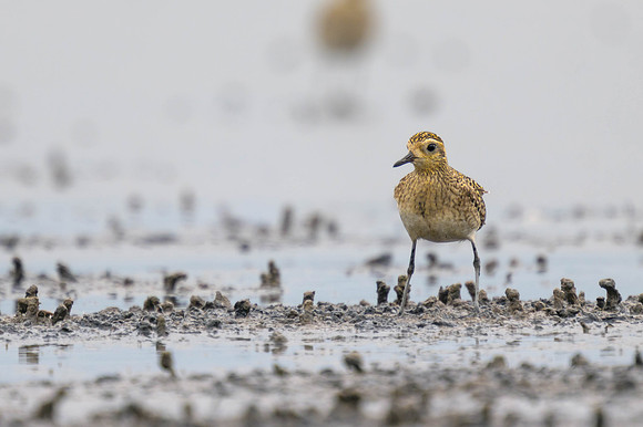 Pacific Golden Plover