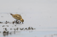 Pacific Golden Plover