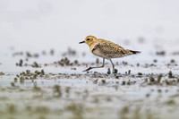 Pacific Golden Plover
