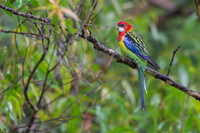 Eastern Rosella