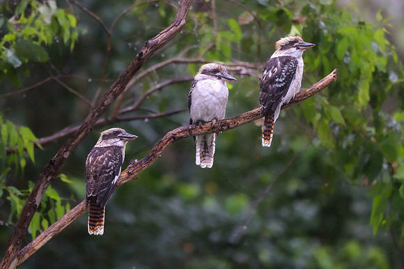 Laughing Kookaburra