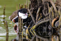 Red-kneed Dotterel