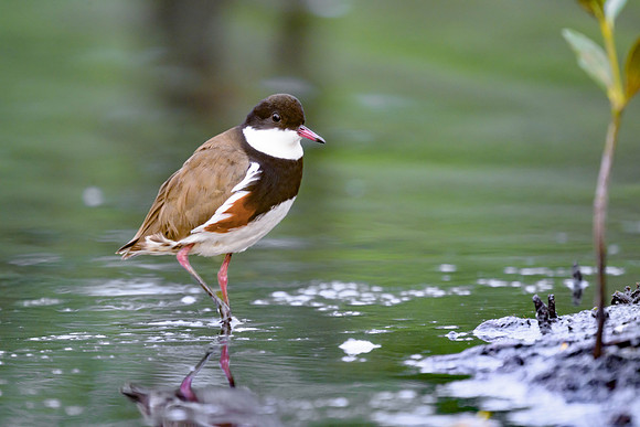 Red-kneed Dotterel