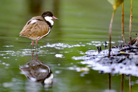 Red-kneed Dotterel