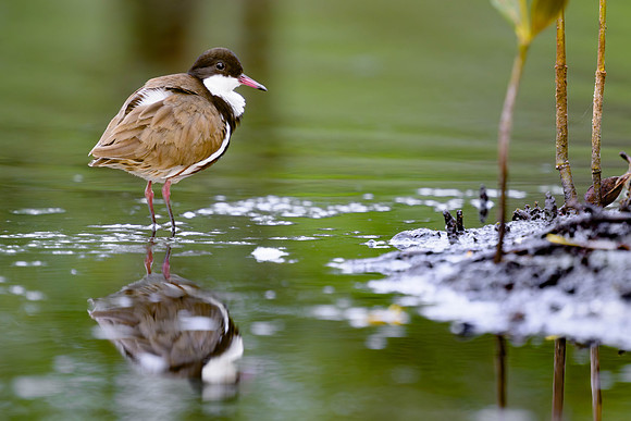 Red-kneed Dotterel