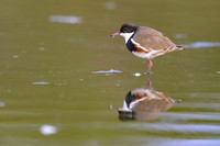 Red-kneed Dotterel