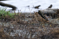 Latham's Snipe