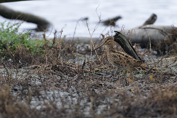 Latham's Snipe