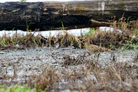 Latham's Snipe