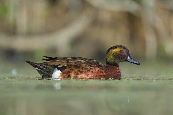 Chestnut Teal