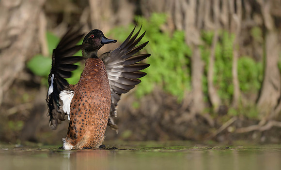 Chestnut Teal