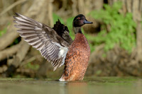 Chestnut Teal