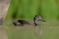 Freckled Duck