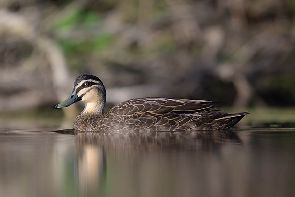 Pacific Black Duck
