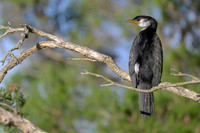 Little Pied Cormorant