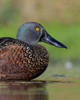 Australaisian Shoveler