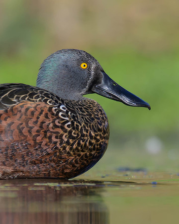 Australaisian Shoveler