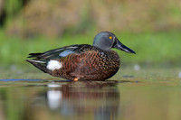 Australaisian Shoveler