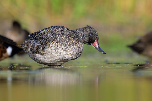 Freckled Duck