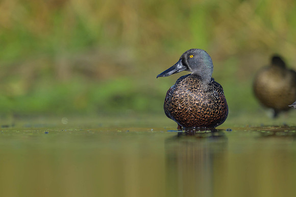 Australaisian Shoveler