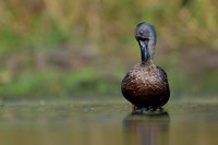 Australaisian Shoveler