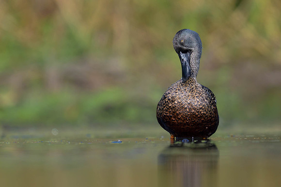 Australaisian Shoveler