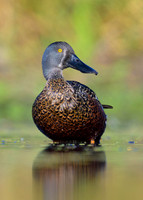 Australaisian Shoveler