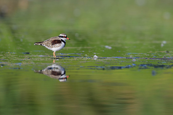 Black-fronted Dotterel