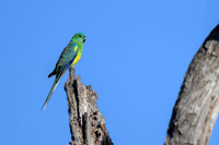 Red-rumped Parrot