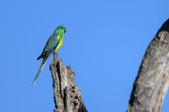 Red-rumped Parrot