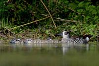Pink-eared Duck