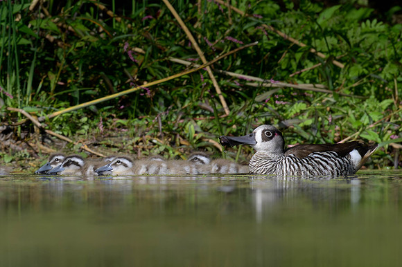 Pink-eared Duck