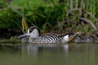 Pink-eared Duck