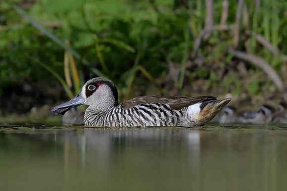 Pink-eared Duck