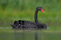Black Swan