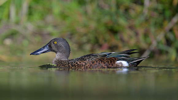 Australaisian Shoveler