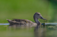 Freckled Duck