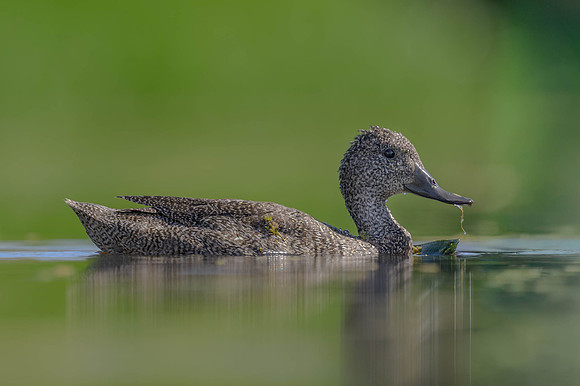 Freckled Duck